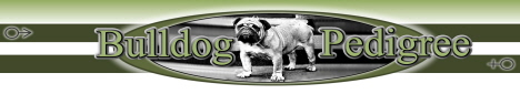 english bulldog pedigree, english bulldogs studs in England, Espania, France, Italie, Netherlands, Dutchlands